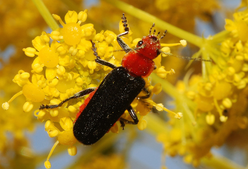 Cantharidae:   Cantharis paganettii, femmina